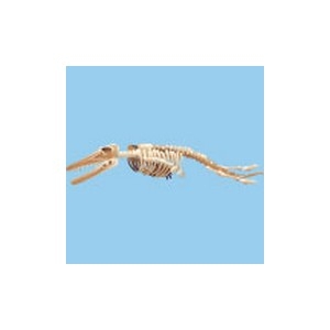 Dorudon Skeleton